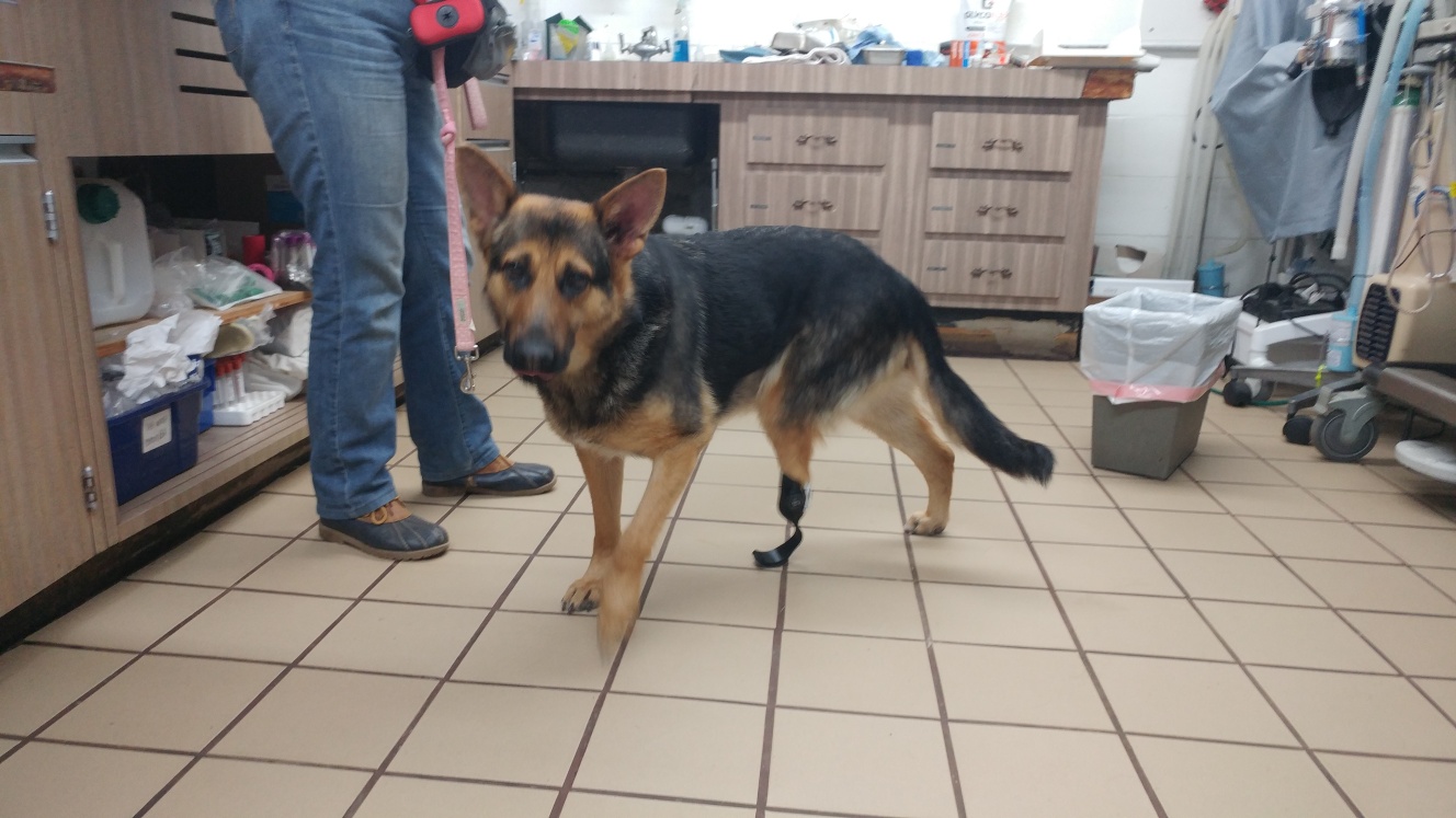 Pawsthetics Lends a Helping (3D Printed) Paw