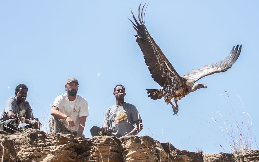  The Vanishing Vultures crew (Alazar Daka, Neil Paprocki, and Sisay Seyfu) releases an adult Ruppell’s Vulture (Critically Endangered) back into the wild after fitting it with a satellite tracking device. [Image: Evan Buechley / HawkWatch International] 