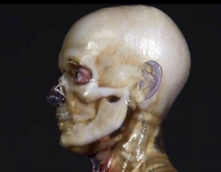 Incredible 3D Printed "Visible Man" Available Through Full Color 3D Technology