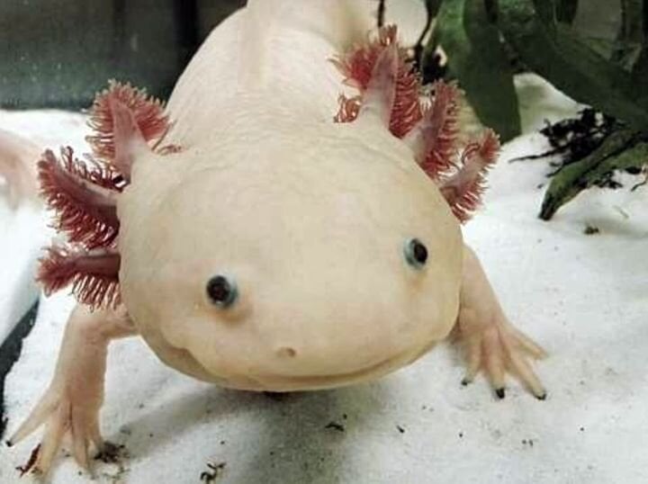 The amazingly regenerative Axolotl. (Image courtesy of th1098.)