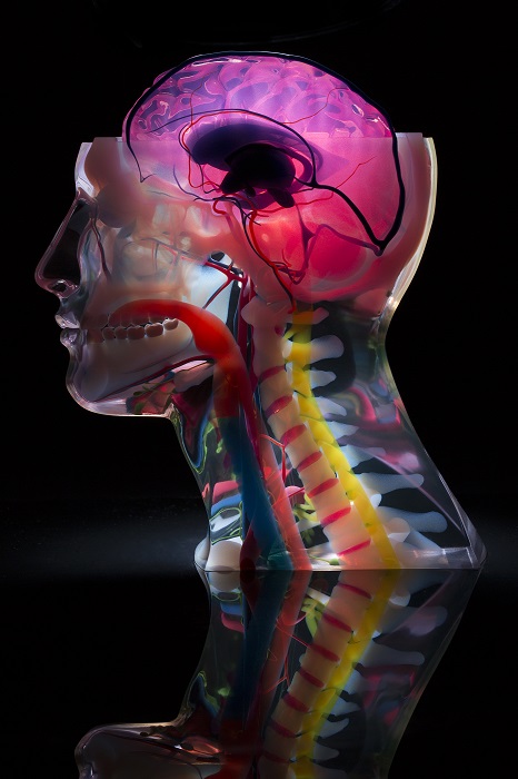  Medical models can show finesse and detail [Image: Stratasys] 