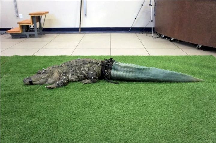  Mr. Stubbs, the alligator, test-drives his new tail. The model for the tail was created by 3D-scanning a deceased alligator’s tail. (Image courtesy of MORE Foundation.) 