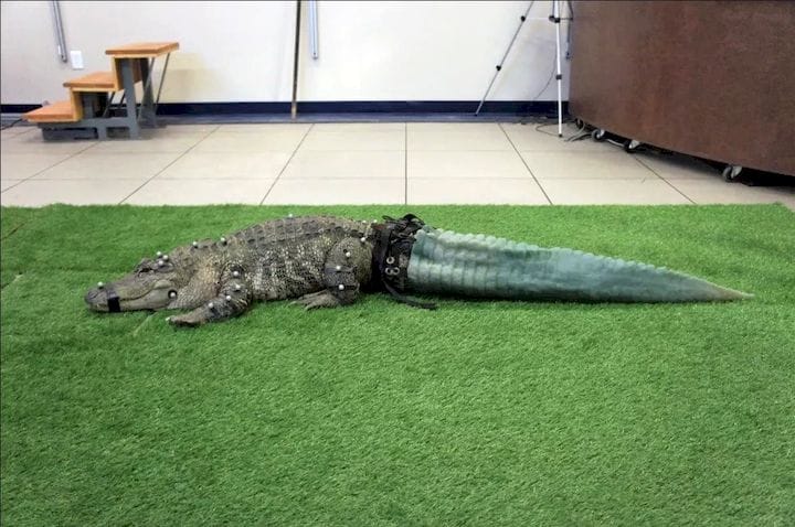 The Tale Behind the Tail: How 3D Scanning Helped Mr. Stubbs