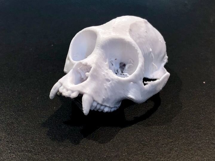  Quick 3D print of “ Alouatta palliate cranium” from the Smithsonian Collection [Source: Smithsonian] 