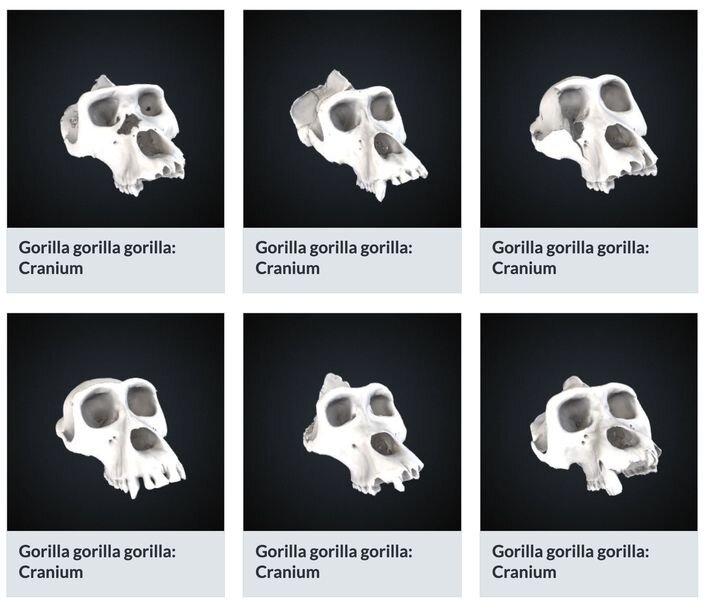  Some of the many Gorilla cranium 3D models in the Smithsonian Collection [Source: Smithsonian] 