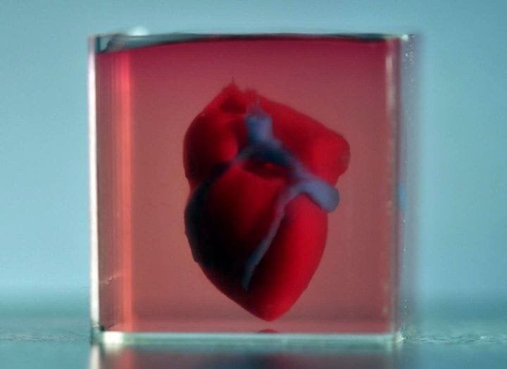  A 3D printed heart [Source: Tel Aviv University] 