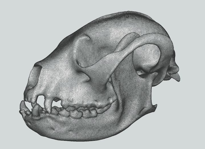  A skull 3D model of Ailurus-fulgens, the Red Panda [Source: Fabbaloo] 