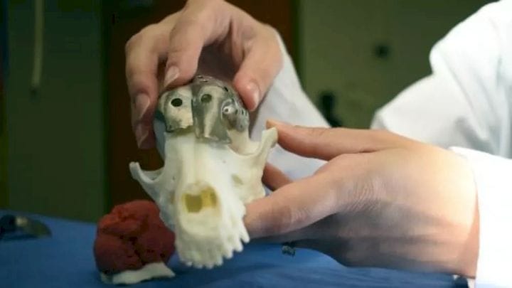  Dr. Michelle Oblak displays a replica of the 3D-printed skull plate that she designed for an ailing dachshund. Oblak believes that a similar procedure could be used to treat humans. (Image courtesy of the University of Guelph.) 