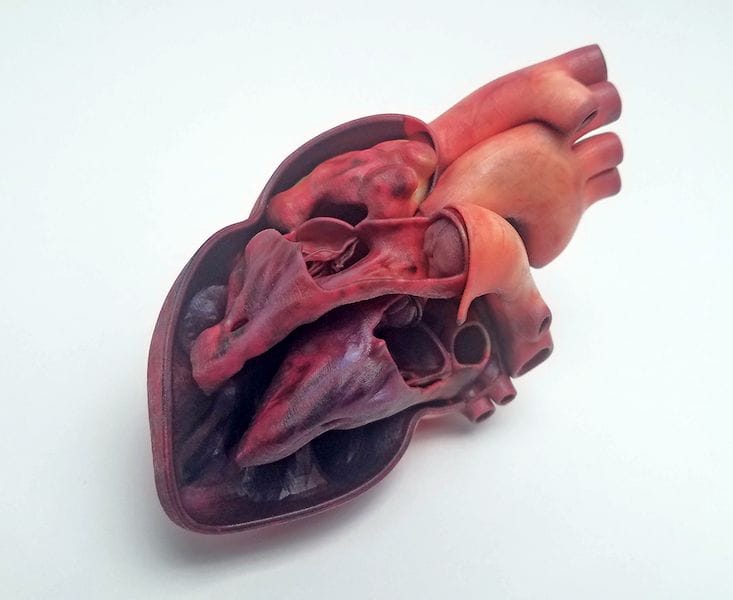  A color-accurate 3D print of a human heart by Mimaki 