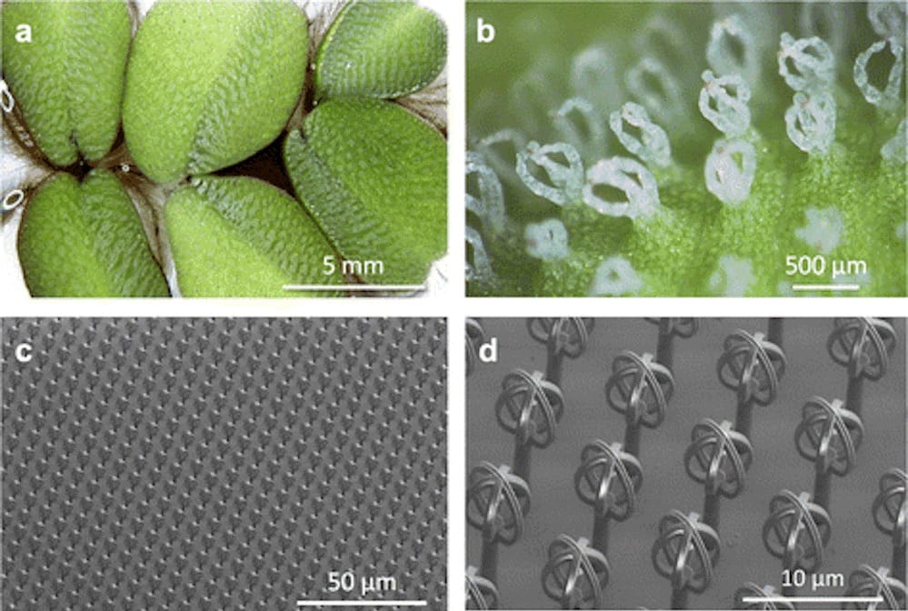  Duplicating a hydrophobic natural leaf surface using microscopic 3D printing  