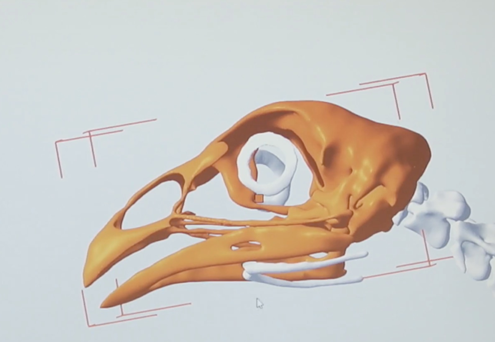  3D scan of the skull of a Ross 308 chicken 