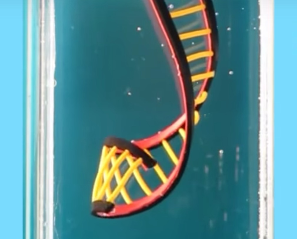  Automatically twisting 3D printed DNA shape 