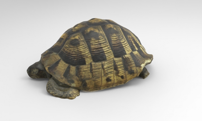  A color texture 3D model of a tortoise 