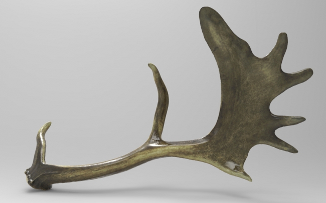  A color texture 3D model of antlers 