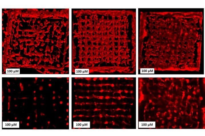 Discovery of New Method Speeds Up Precision 3D Bioprinting