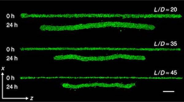 Microbeam Fabrication Technique Could Enable Complex Bioprinting