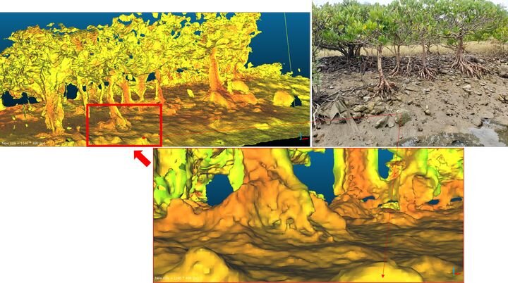 Question of the Week: 3D Scanning A Tree