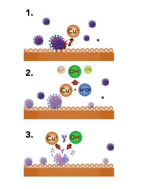 While the exact mechanism by which copper kills bacteria is still being studied, the laboratory data is compelling - on copper surfaces, bacteria and viruses die.  1. When a microbe lands on a copper surface, the copper releases ions, which are electrically charged particles. 2. Copper ions react with moisture and oxygen to produce reactive oxygen. 3. Copper ions and reactive oxygen rupture the outer membranes and destroy the whole cell, including the DNA or RNA inside. Because their DNA and RNA are destroyed, it also means a bacteria or virus can’t mutate and become resistant to the copper, or pass on genes (like for antibiotic resistance) to other microbes. Source: SPEE3D]