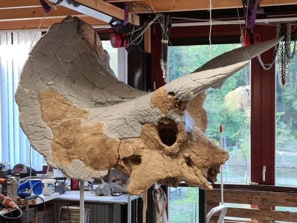 triceratops skull auction