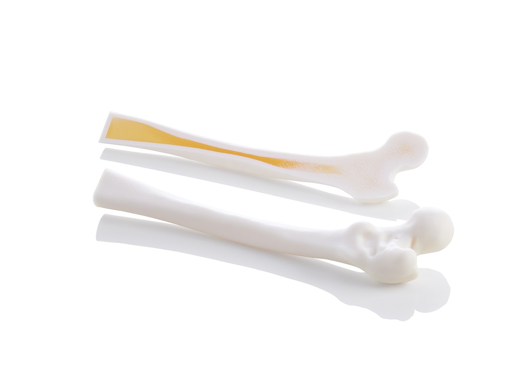 Digital Anatomy 3D Printing Adds Realistic Bone Capability