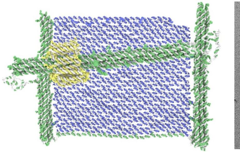 An Experimental Microscopic Printer Made of DNA?