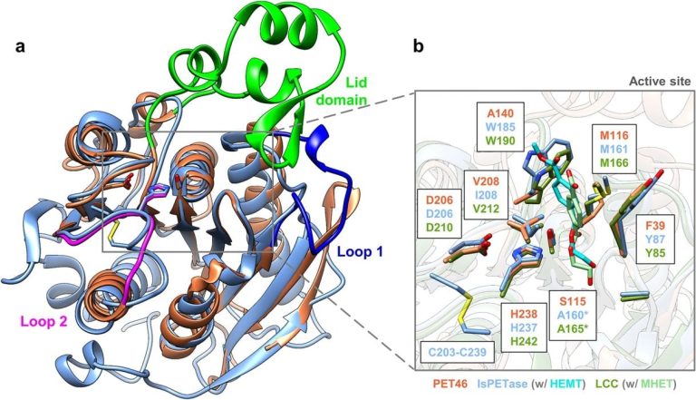 Eco-Friendly Innovation: Enzyme Discovery Offers Hope for PET Recycling