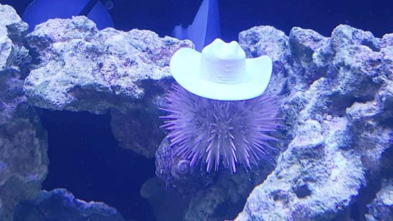 Design of the Week: Sea Urchin Hat