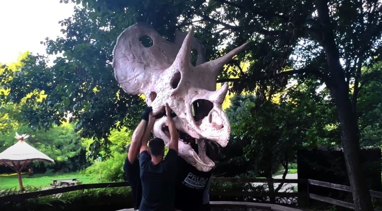 Design of the Week: Life Size Triceratops Skull