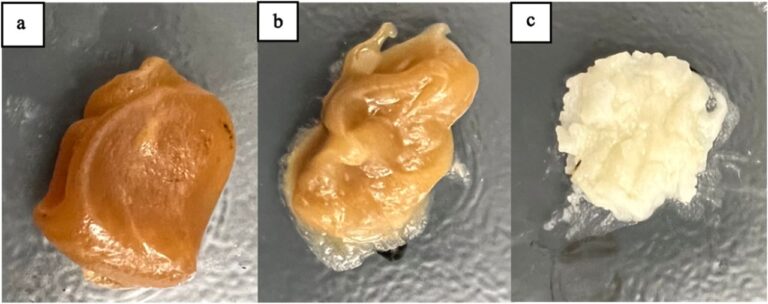 New 3D Printing Material Sourced from Biodiesel Fuel Waste