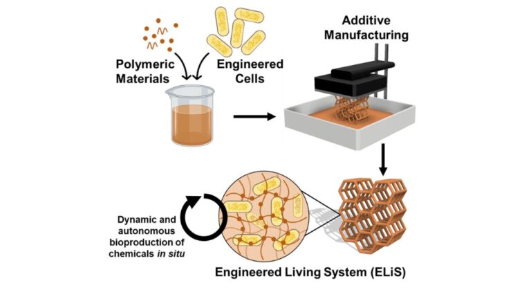 Engineered Living Systems: Integrating Polymers with Living Cells for Innovative 3D Printing Materials