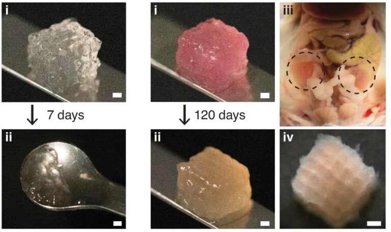 Researchers Develop Voxelated Bioprinting Technology