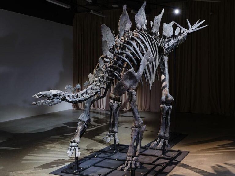 Stegosaurus Steps Up: 3D Printing Meets Prehistoric Innovation